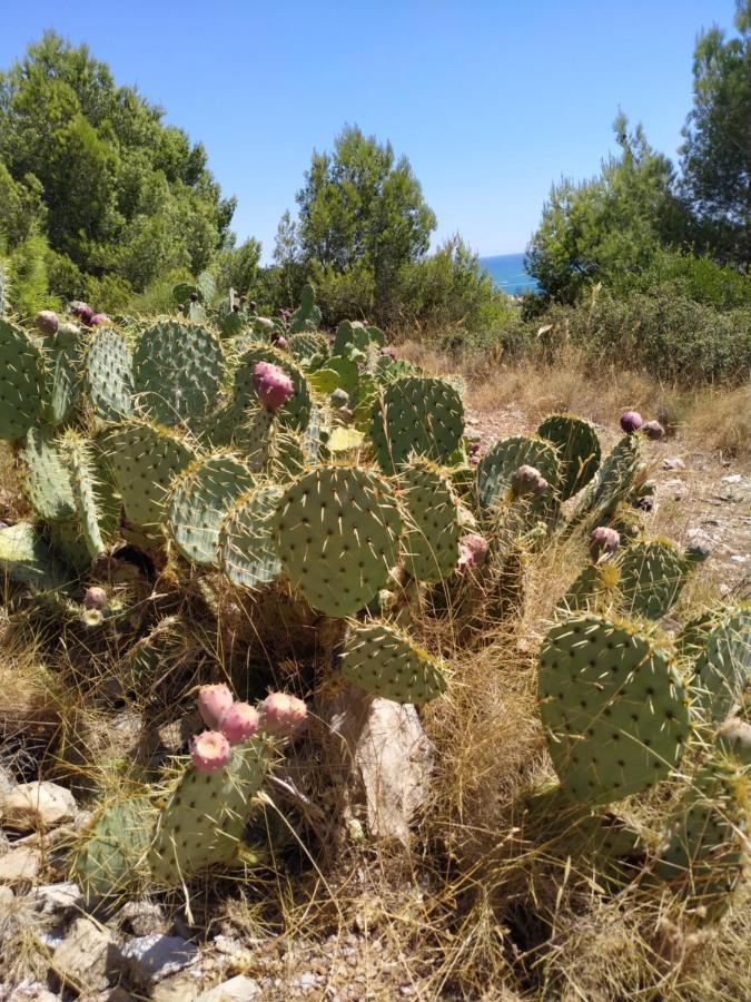 Les Salins A Sete Proche Plages Екстериор снимка